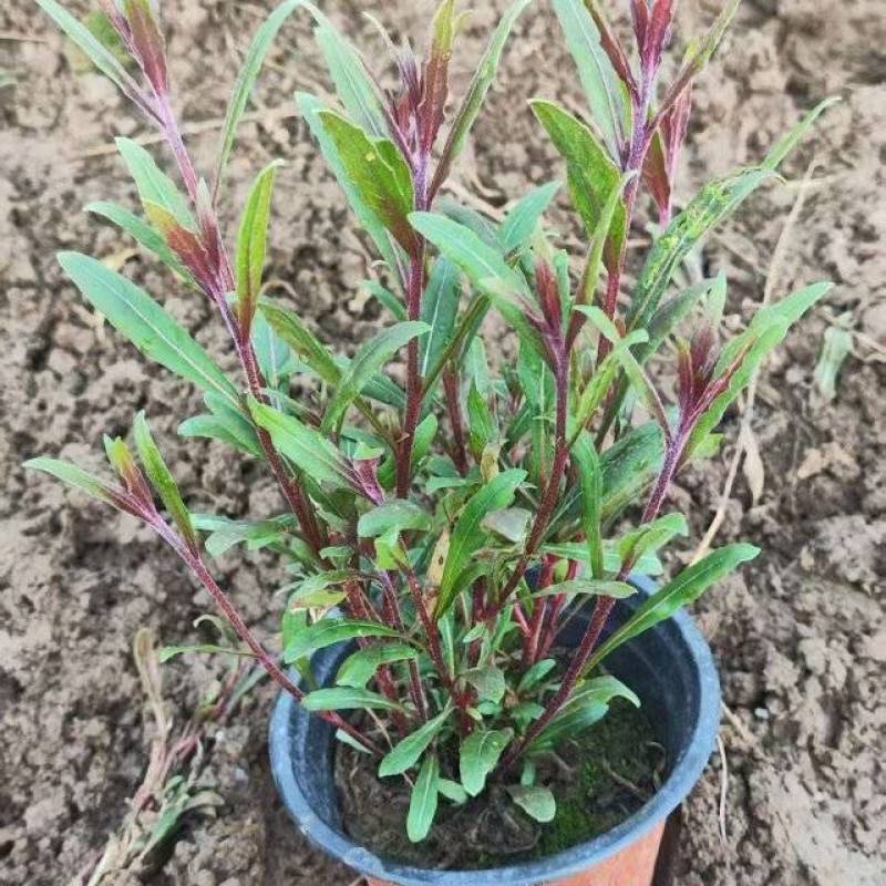 绿化苗木山桃草#基地批发#适合庭院花园小区绿化带