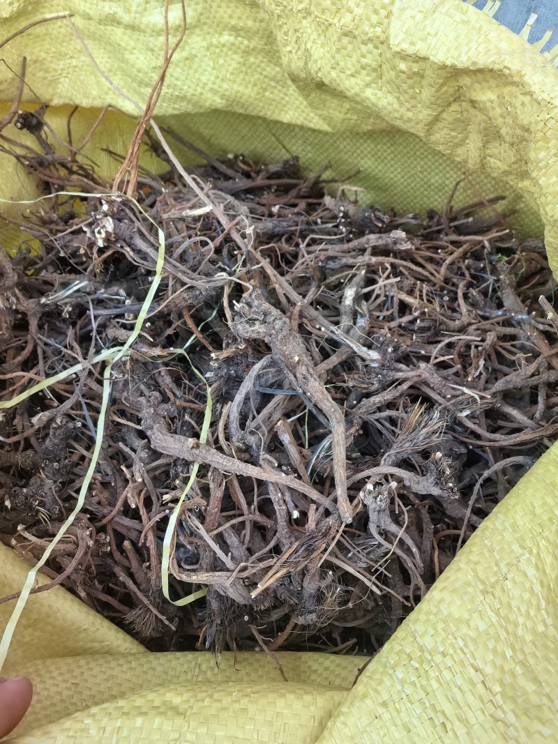 野生红根竹叶柴胡