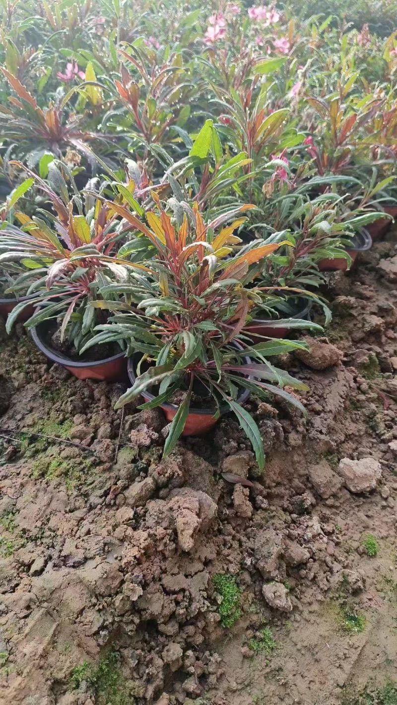 绿化苗木山桃草#基地批发#适合庭院花园小区绿化带