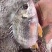 新鲜海捕黄翅鱼鲜活冷冻冰鲜锁鲜黄脚立黄鳍鲷鱼野生批发深海鱼