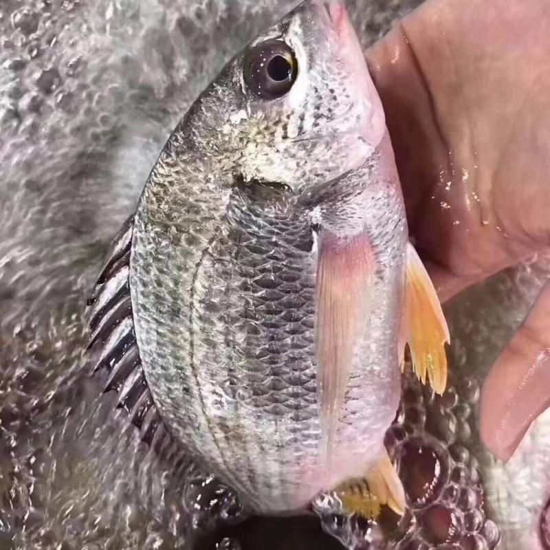 新鲜海捕黄翅鱼鲜活冷冻冰鲜锁鲜黄脚立黄鳍鲷鱼野生批发深海鱼