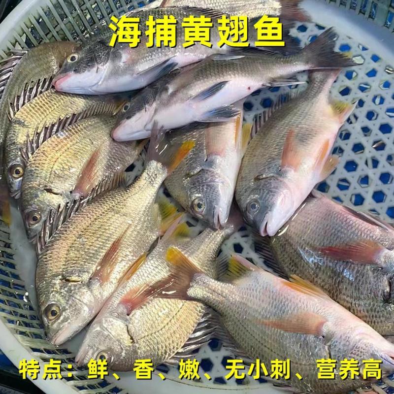 新鲜海捕黄翅鱼鲜活冷冻冰鲜锁鲜黄脚立黄鳍鲷鱼野生批发深海鱼