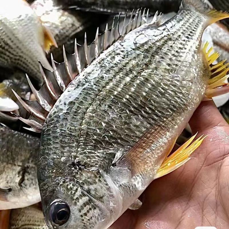 新鲜海捕黄翅鱼鲜活冷冻冰鲜锁鲜黄脚立黄鳍鲷鱼野生批发深海鱼