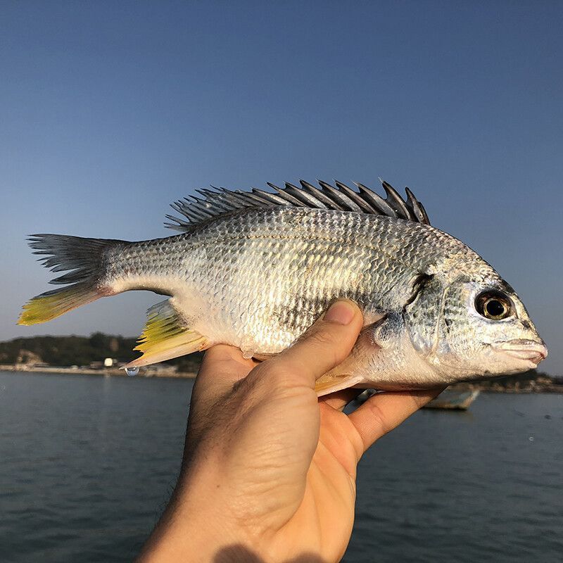 新鲜海捕黄翅鱼鲜活冷冻冰鲜锁鲜黄脚立黄鳍鲷鱼野生批发深海鱼