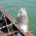 新鲜海捕黄翅鱼鲜活冷冻冰鲜锁鲜黄脚立黄鳍鲷鱼野生批发深海鱼