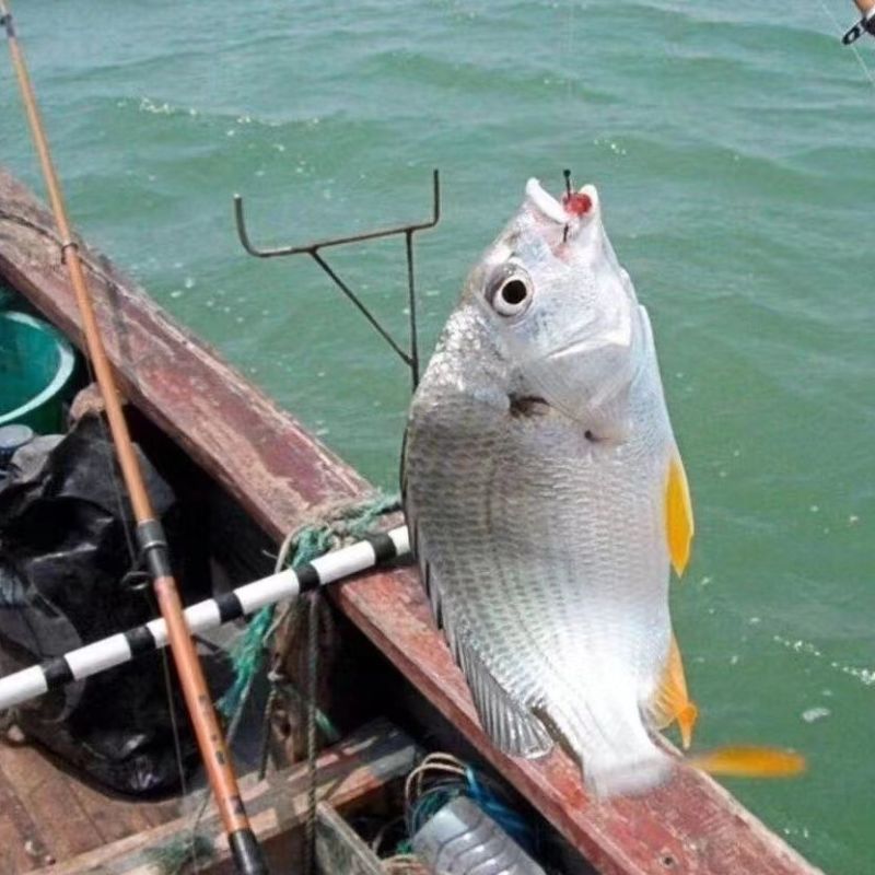 新鲜海捕黄翅鱼鲜活冷冻冰鲜锁鲜黄脚立黄鳍鲷鱼野生批发深海鱼