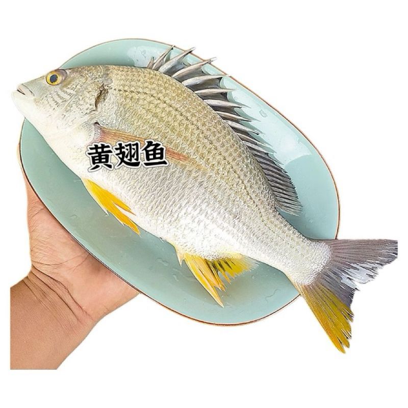 新鲜海捕黄翅鱼鲜活冷冻冰鲜锁鲜黄脚立黄鳍鲷鱼野生批发深海鱼