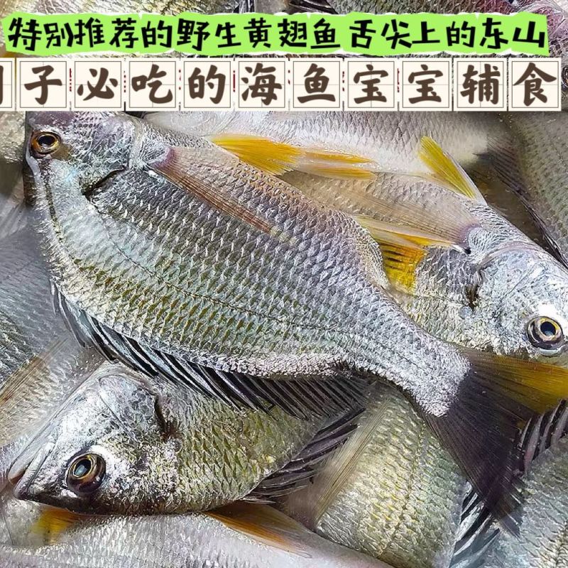 新鲜海捕黄翅鱼鲜活冷冻冰鲜锁鲜黄脚立黄鳍鲷鱼野生批发深海鱼