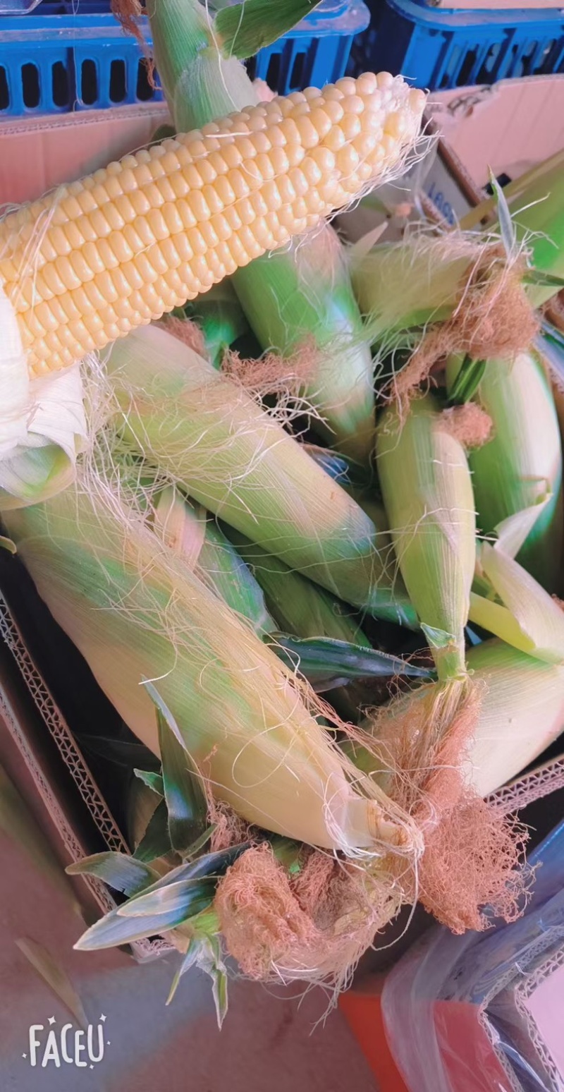山西当季水果玉米头茬现货大量上市中，欢迎您的到来