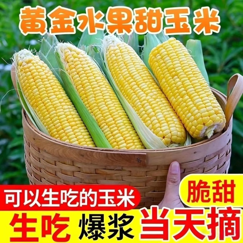 山西当季水果玉米头茬现货大量上市中，欢迎您的到来