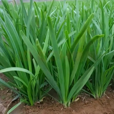 头茬韭菜