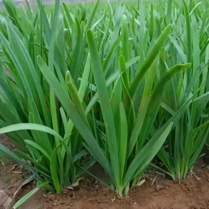 头茬韭菜