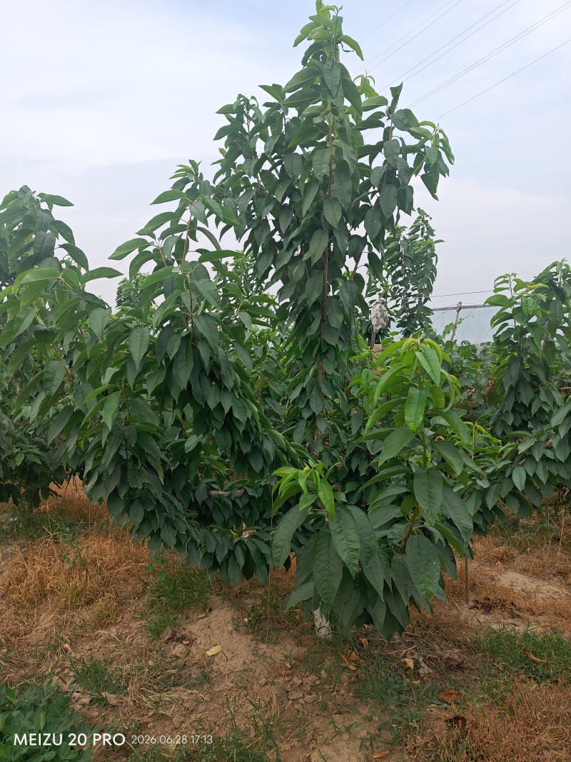 出售三年优质樱桃树苗，长势好，已拉枝成型
