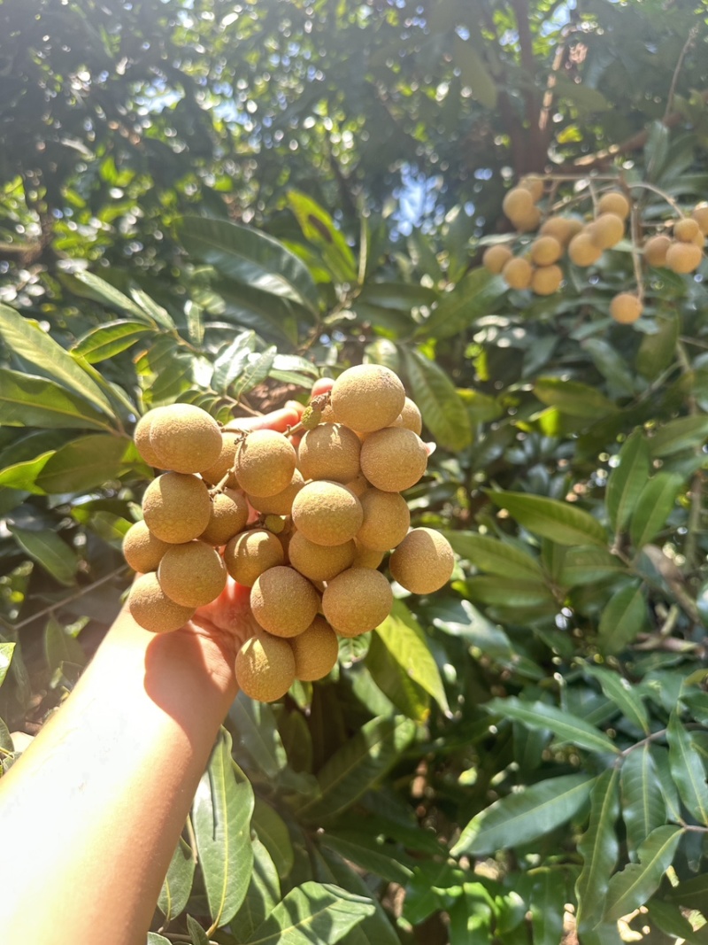 石硖龙眼储良龙眼古山龙眼