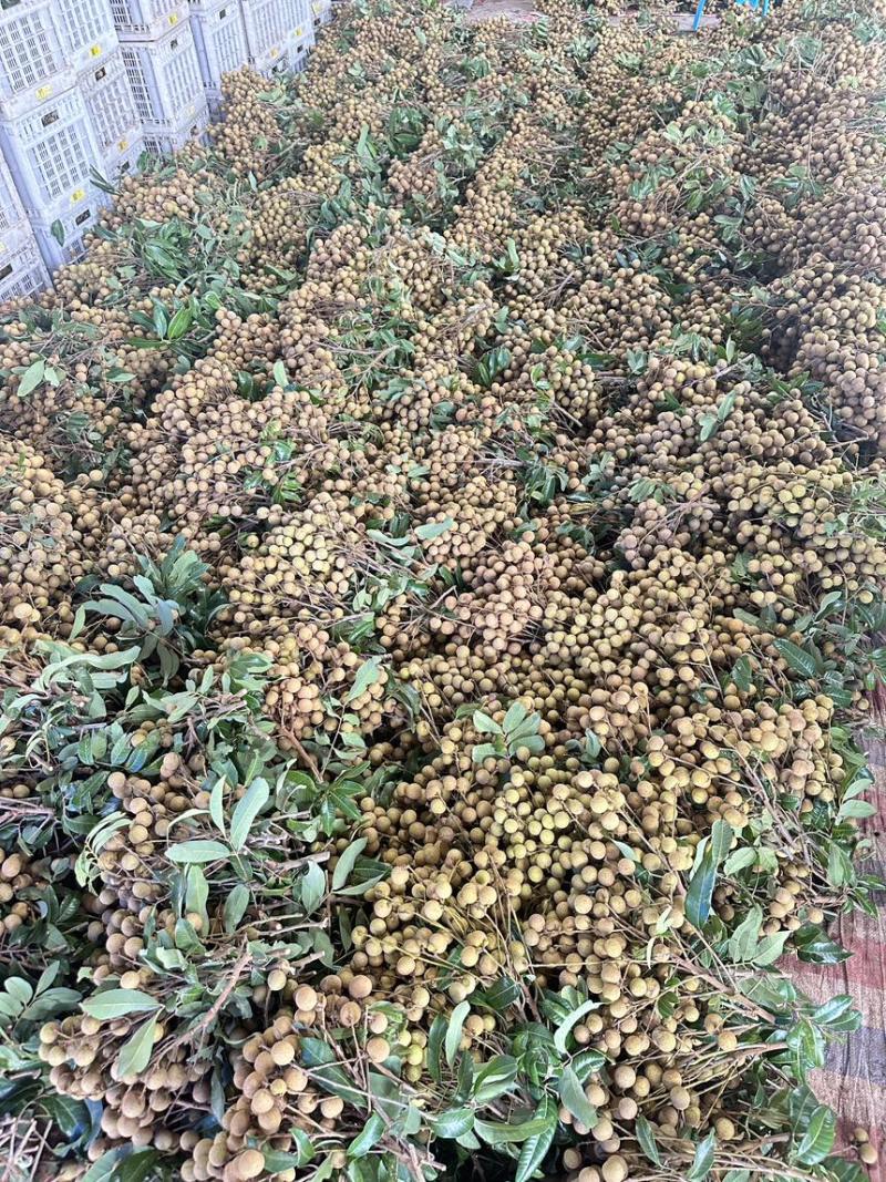石硖龙眼储良龙眼古山龙眼