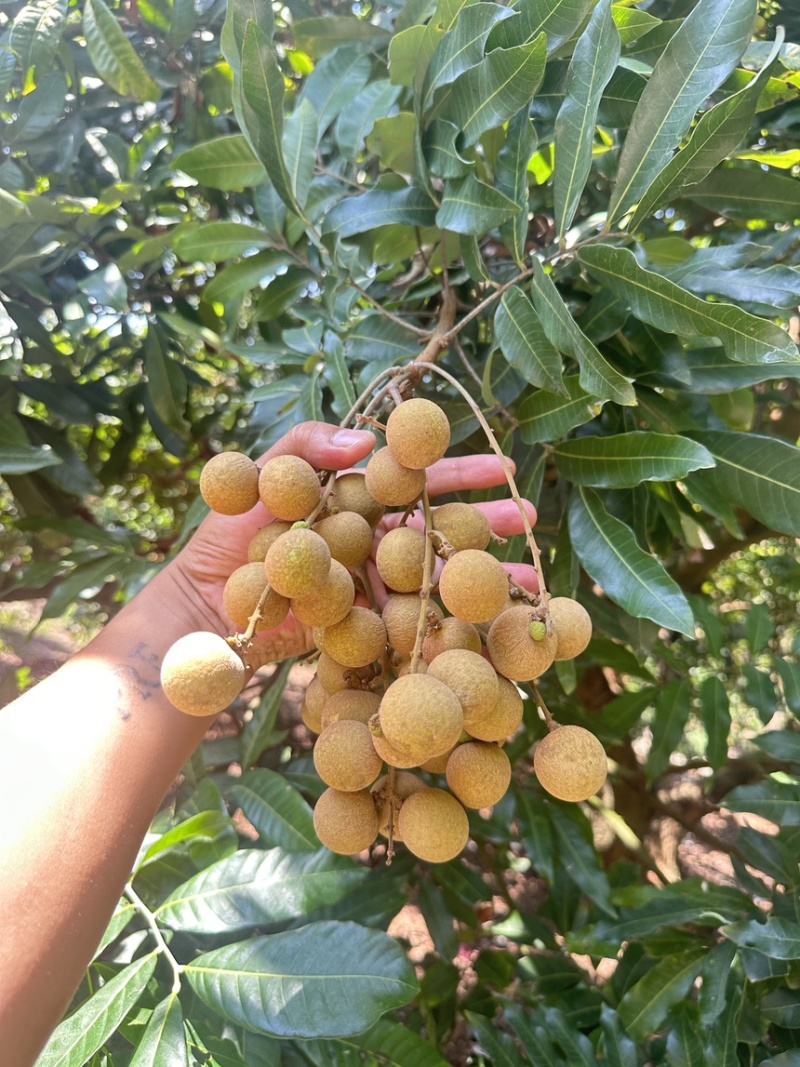 石硖龙眼储良龙眼古山龙眼