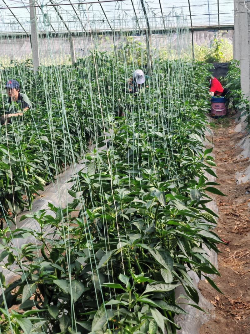 河北精品辣椒百亩园区一手货源全国发货量大从优