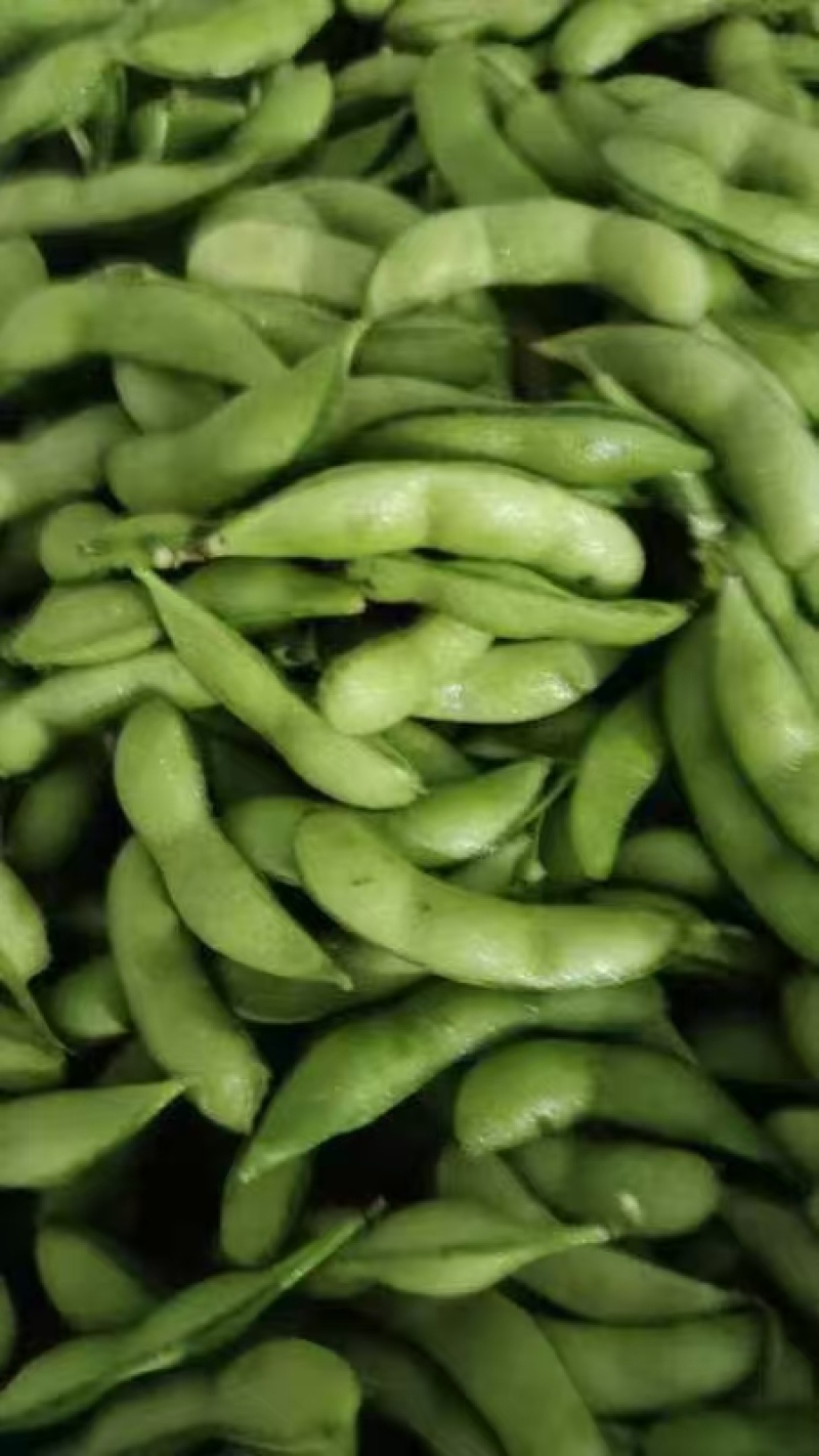 山东翠绿宝鲜食毛豆大荚高产新鲜采摘果蔬批发市场一手货源