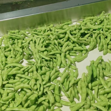 山东翠绿宝鲜食毛豆大荚高产新鲜采摘果蔬批发市场一手货源