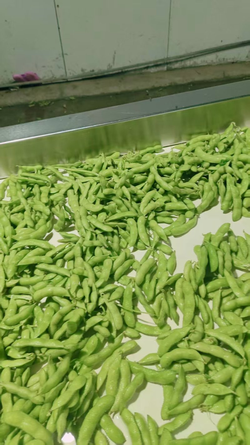 山东翠绿宝鲜食毛豆大荚高产新鲜采摘果蔬批发市场一手货源