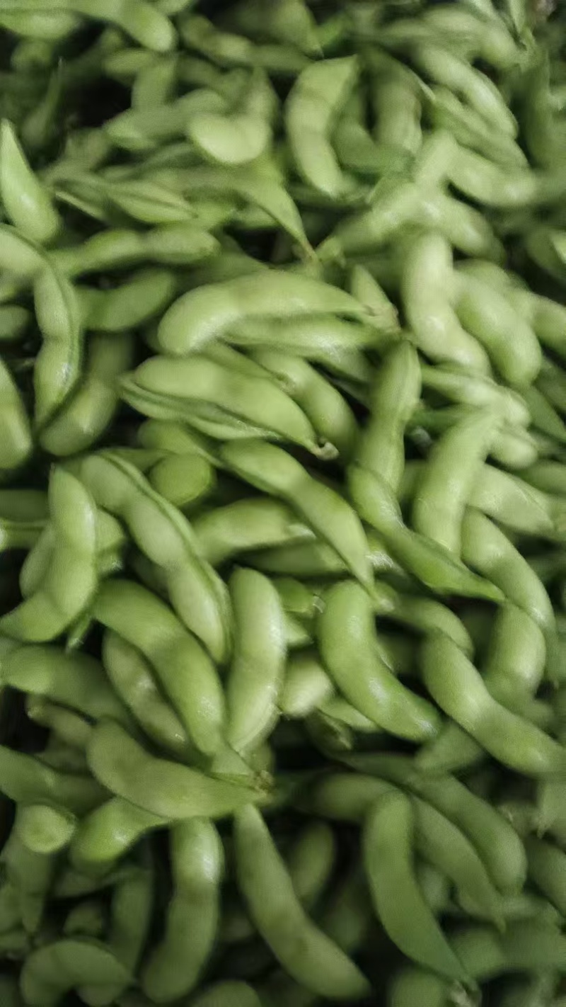 山东翠绿宝鲜食毛豆大荚高产新鲜采摘果蔬批发市场一手货源