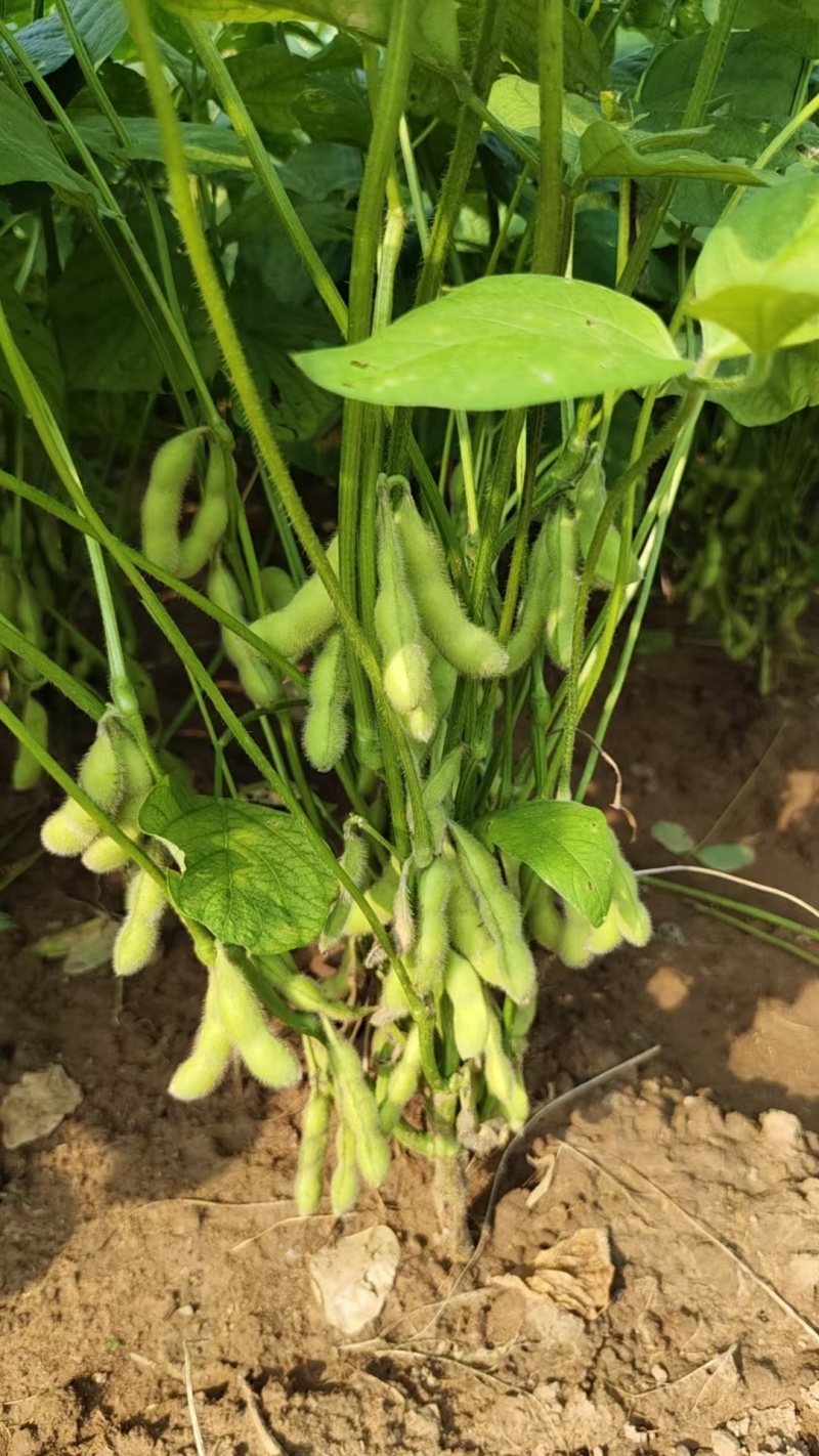 山东翠绿宝鲜食毛豆大荚高产新鲜采摘果蔬批发市场一手货源