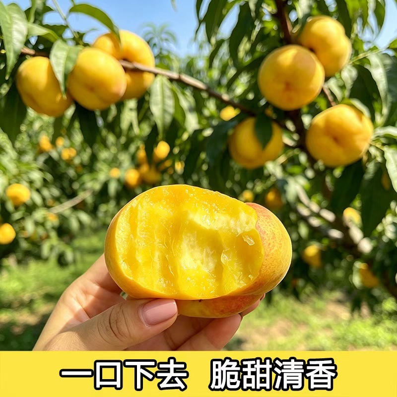 黄金蟠桃