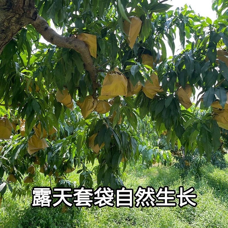黄金蟠桃