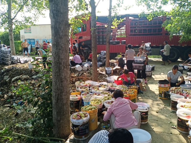 红布林李子