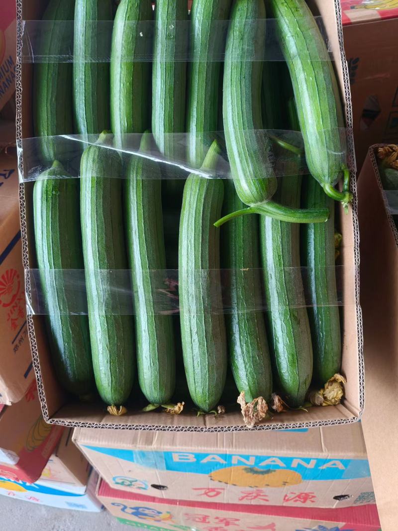 【推荐】精品丝瓜百亩园区一手货源全国发货电商市场商超