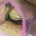 贝贝南瓜