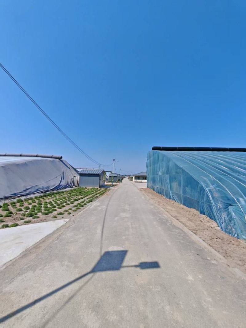 哈密瓜网纹甜瓜规格齐全商超档口电商市场价格电话沟通