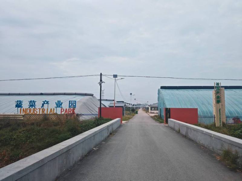 哈密瓜网纹甜瓜规格齐全商超档口电商市场价格电话沟通