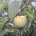 眉山蜂糖李
