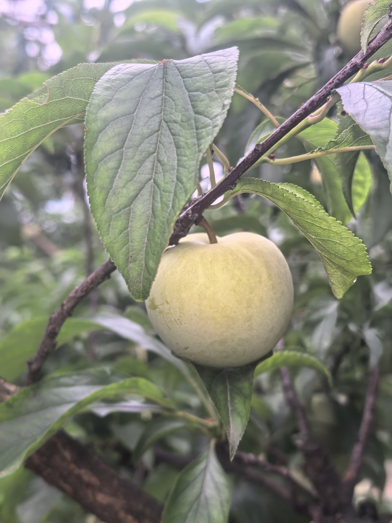 眉山蜂糖李