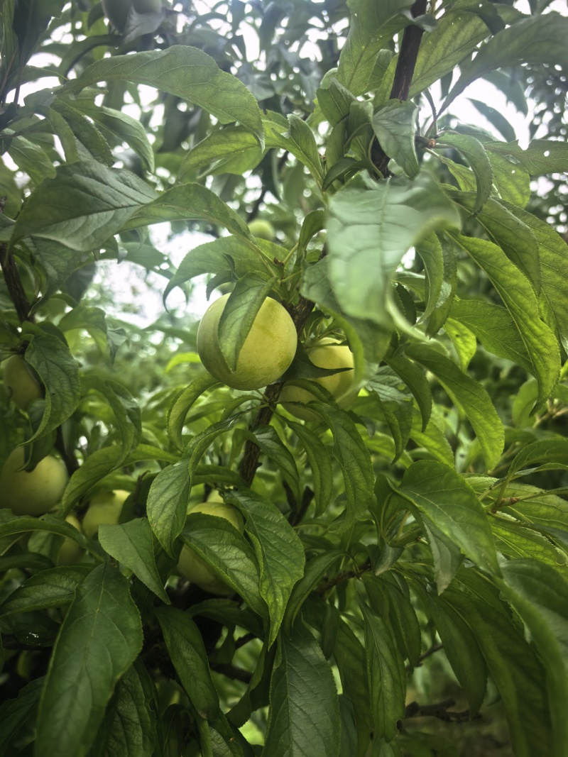 眉山蜂糖李
