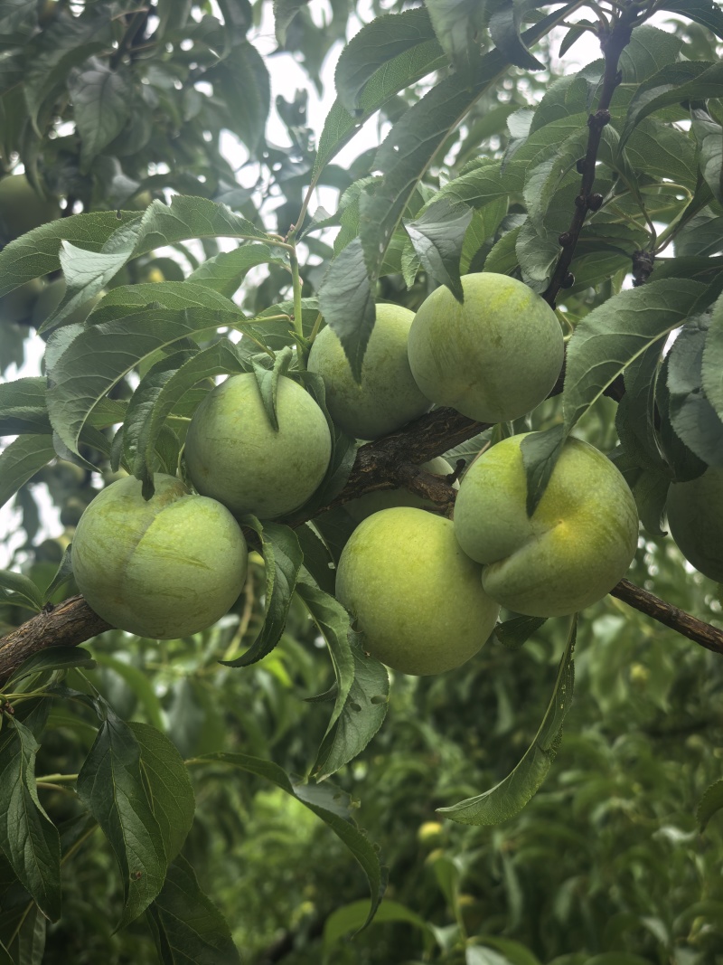 眉山蜂糖李
