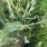 甜白诺水果玉米