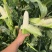 甜白诺水果玉米