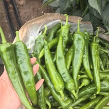 绥化尖椒青椒麻椒螺丝椒