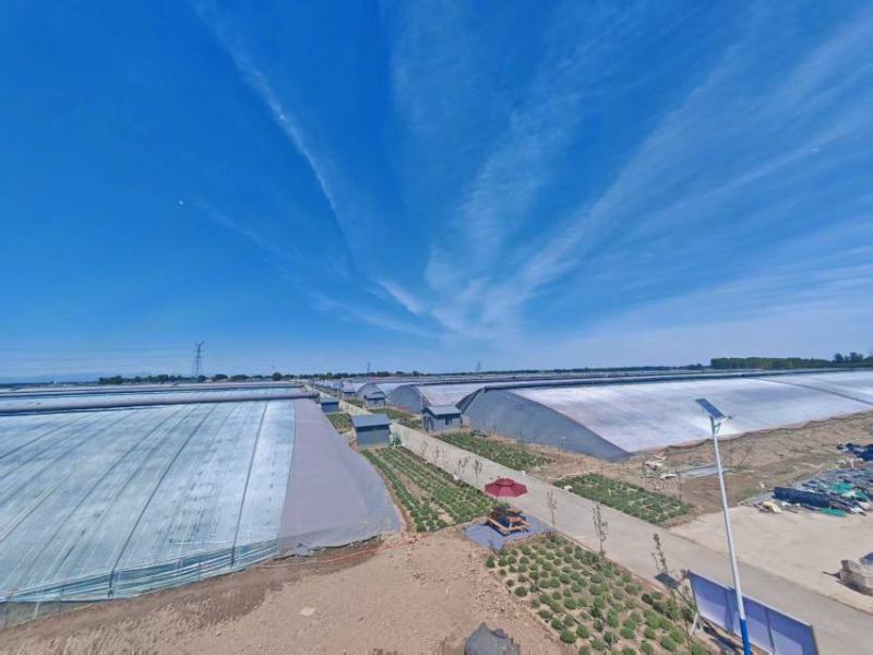 【推荐】精品丝瓜百亩园区一手货源全国发货电商市场商超