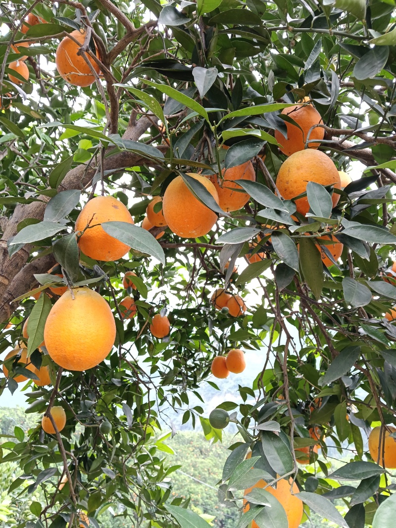 大量供应橙子榨汁果