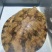野生甲鱼