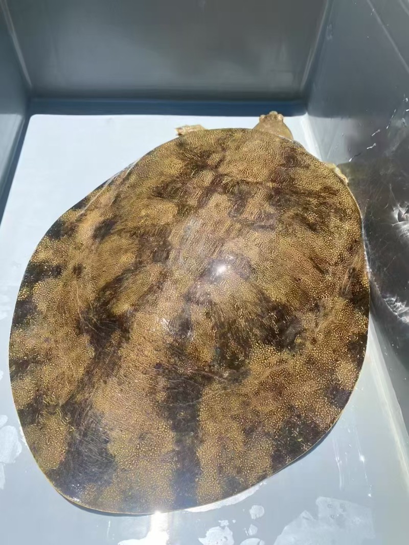 野生甲鱼