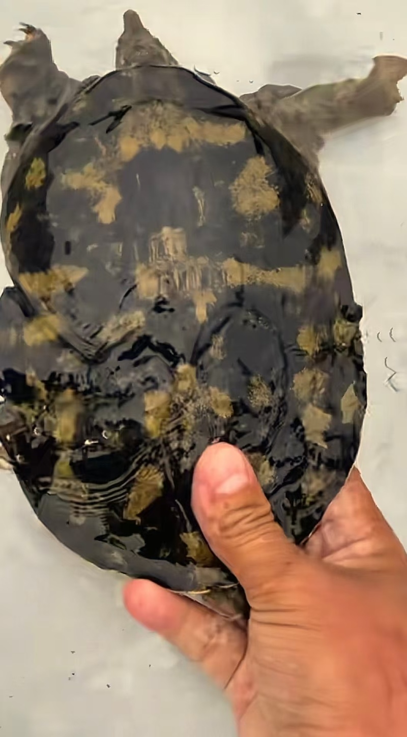 野生甲鱼