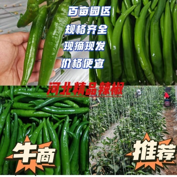 河北精品辣椒百亩园区一手货源全国发货量大从优