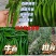 河北精品辣椒百亩园区一手货源全国发货量大从优