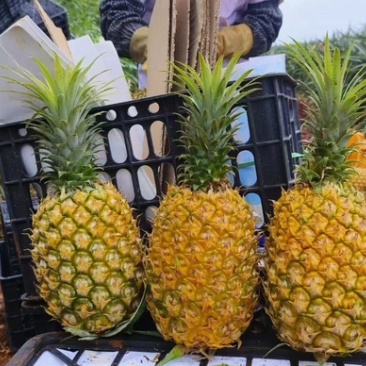 广东徐闻香水菠萝产地现摘整车代发