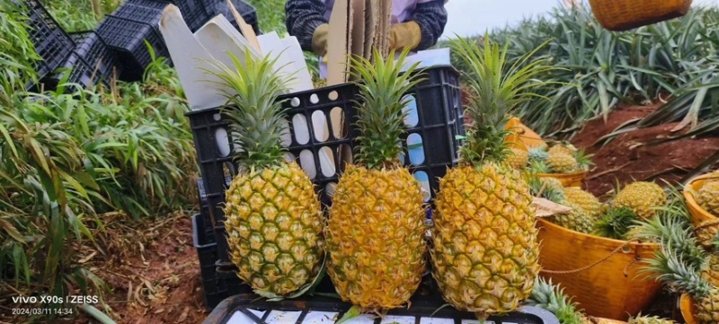 广东徐闻香水菠萝产地现摘整车代发