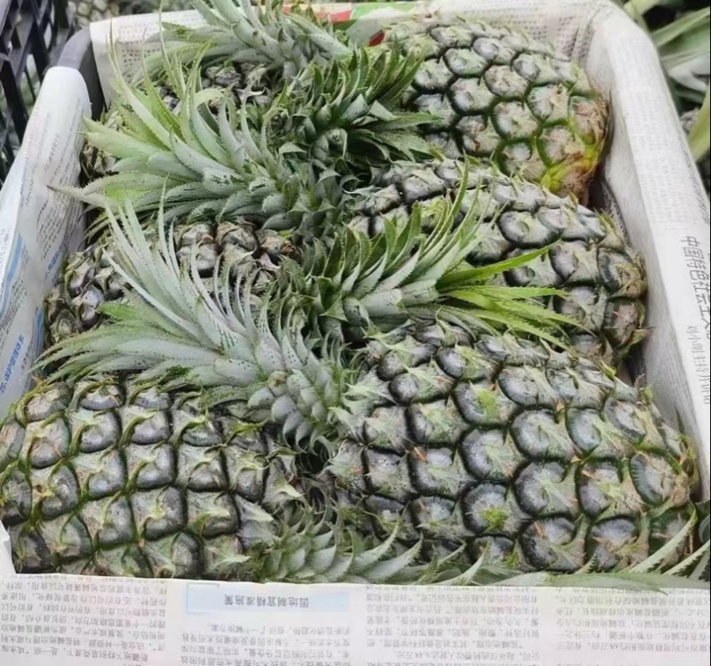 广东徐闻香水菠萝产地现摘整车代发